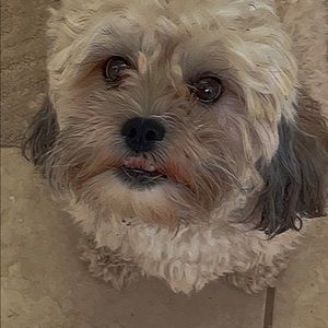 Meet your Posher, Hailey